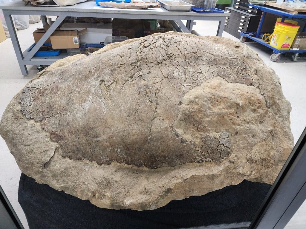 A beige, fossilized turtle shell, with cracks and ridges across the surface, sits in a paleontology lab. It is large, roughly 4-5ft.