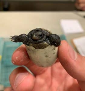 Close-up of a newly hatched Diamondback Terrapin emerging from its egg, held gently between two fingers, with its head and front flippers visible.