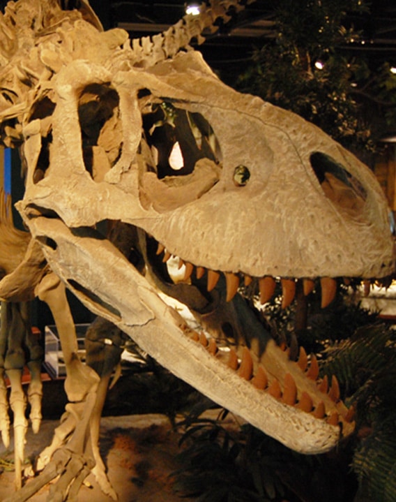 a close up of a dinosaur