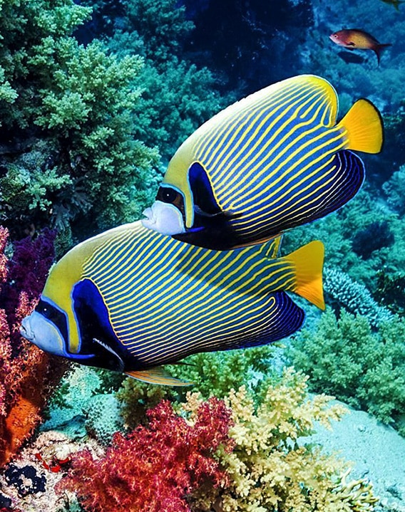 a fish swimming under water