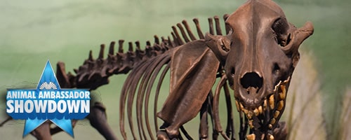 a close up of a dinosaur