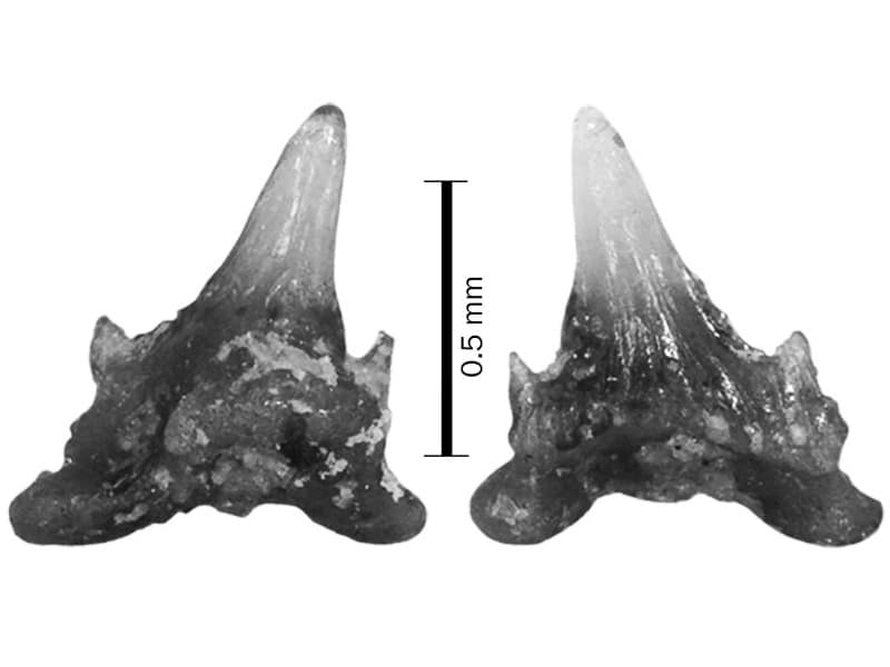 a close up of a dinosaur