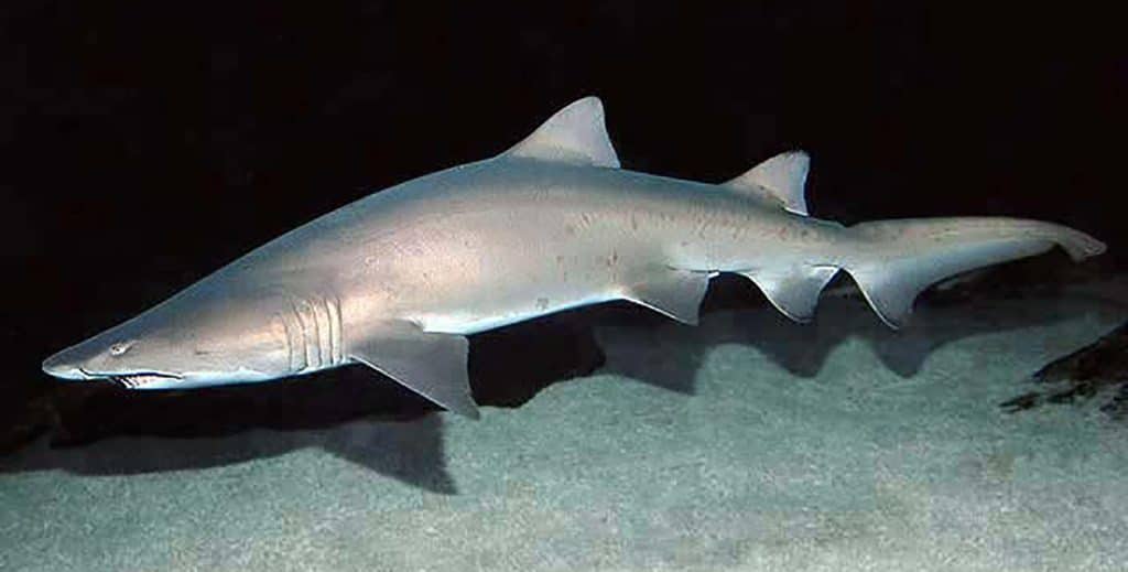 A Modern Sandtiger Shark