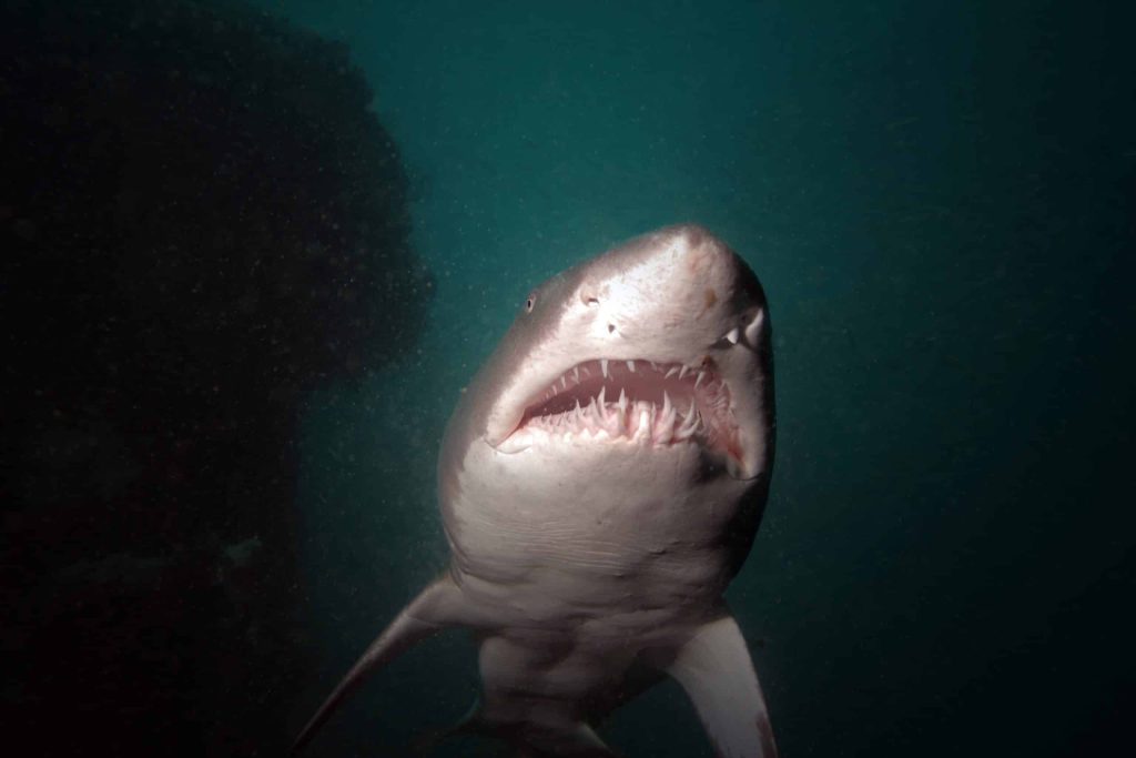 A Sand Tiger Shark Cruises By On A Shipwreck Off Of The North Carolina Coast