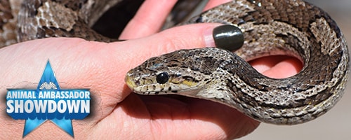 a hand holding a snake