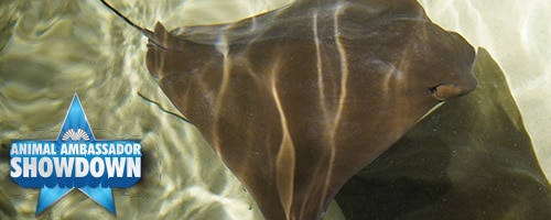 a close up of a fish