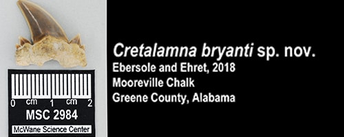 Graphical User Interface, Text